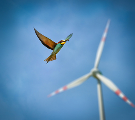 © Johann Frank_Tag_des_Windes © Johann Frank_Tag_des_Windes